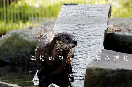 征信逾期后多久能办理信用卡
