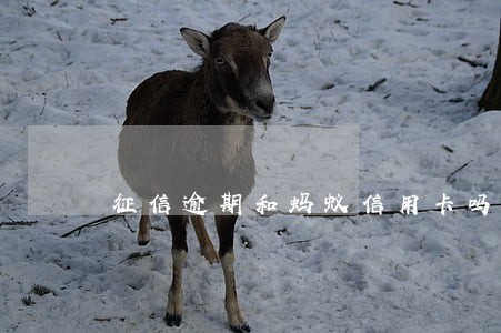 征信逾期和蚂蚁信用卡吗 征信逾期和蚂蚁信用卡吗