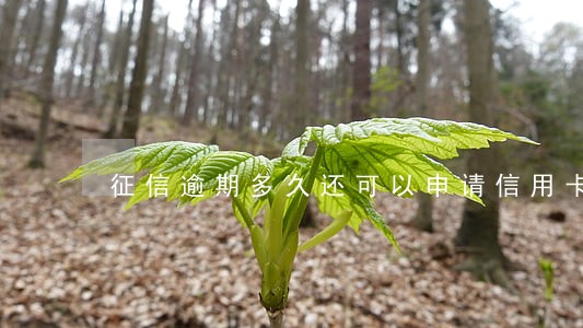 征信逾期多久还可以申请信用卡吗 征信逾期多久还可以申请信用卡吗