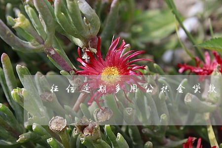 征信逾期多用公积金贷款 征信逾期多用公积金贷款