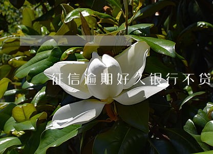 征信逾期好久银行不贷款