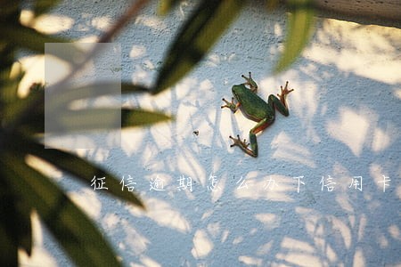 征信逾期怎么办下信用卡 征信逾期怎么办下信用卡