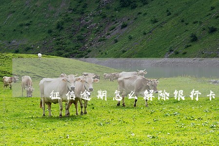 征信逾期怎么解除银行卡 征信逾期怎么解除银行卡