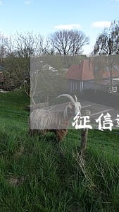 征信逾期想贷款买车怎么办 征信逾期想贷款买车怎么办