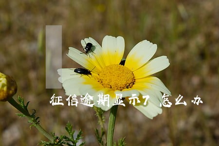 征信逾期显示7怎么办 征信逾期显示7怎么办