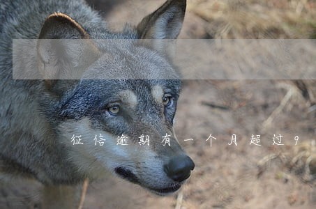征信逾期有一个月超过90天 征信逾期有一个月超过90天