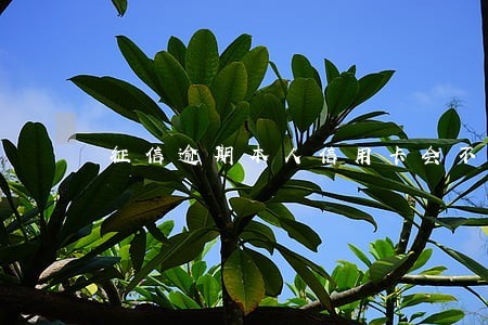 征信逾期本人信用卡会不会降额