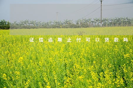 征信逾期止付可以贷款吗 征信逾期止付可以贷款吗