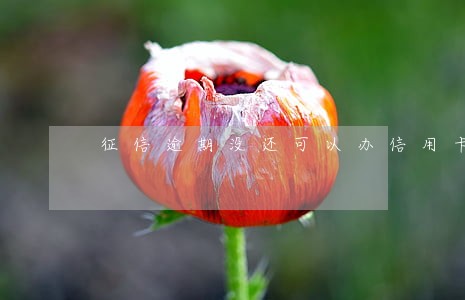 征信逾期没还可以办信用卡吗 征信逾期没还可以办信用卡吗