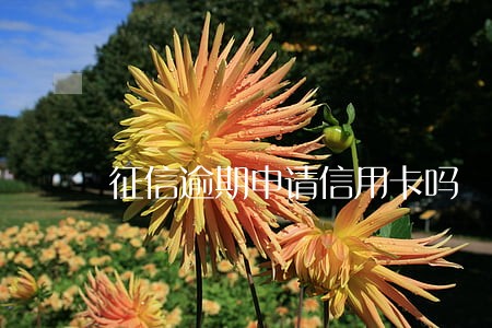 征信逾期申请信用卡吗