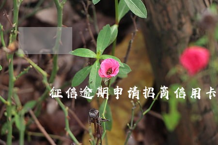 征信逾期申请招商信用卡 征信逾期申请招商信用卡