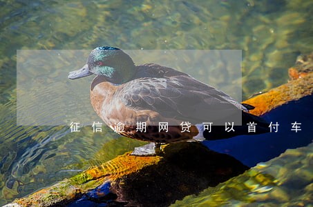 征信逾期网贷可以首付车嘛 征信逾期网贷可以首付车嘛