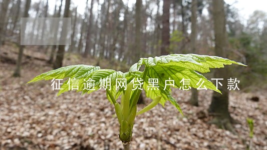 征信逾期网贷黑户怎么下款