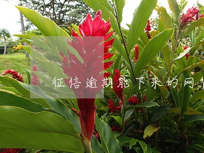 征信逾期能下来的网贷 征信逾期能下来的网贷