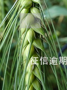 征信逾期能带网贷吗 征信逾期能带网贷吗