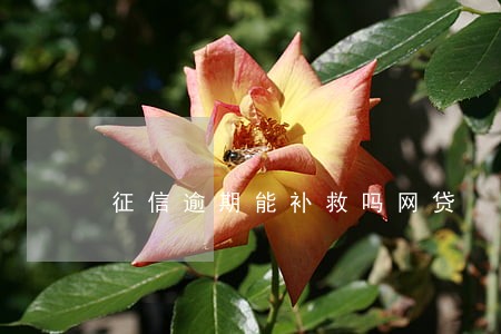 征信逾期能补救吗网贷 征信逾期能补救吗网贷