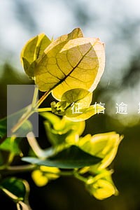 征信逾期记录5年后还能查到吗