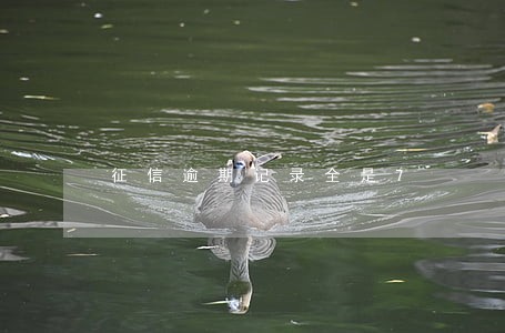 征信逾期记录全是7 征信逾期记录全是7
