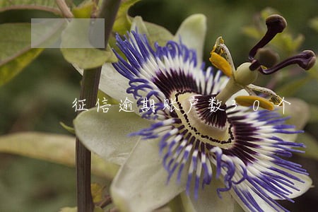 征信逾期账户数30个 征信逾期账户数30个