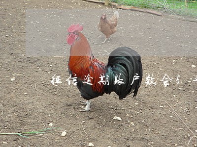 征信逾期账户数会5年后消除嘛