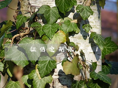 征信逾期账户是1 征信逾期账户是1