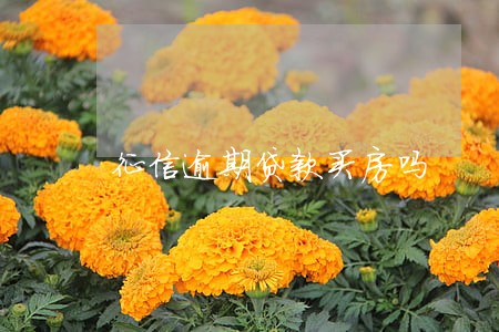 征信逾期贷款买房吗 征信逾期贷款买房吗