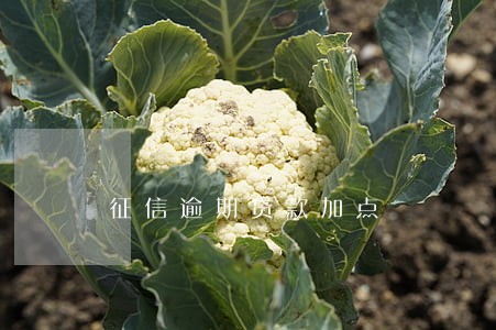 征信逾期贷款加点 征信逾期贷款加点