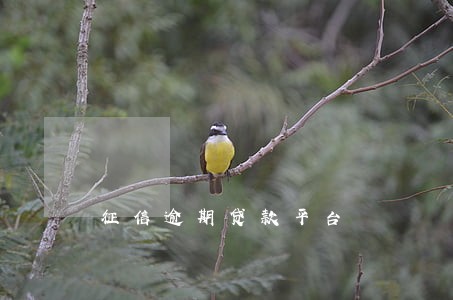征信逾期贷款平台 征信逾期贷款平台
