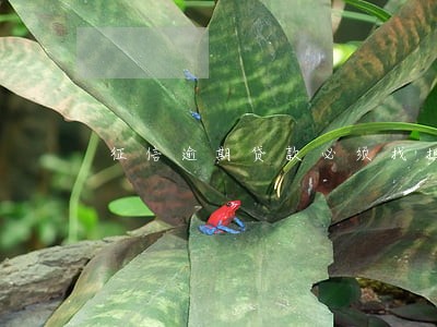 征信逾期贷款必须找担保人吗 征信逾期贷款必须找担保人吗