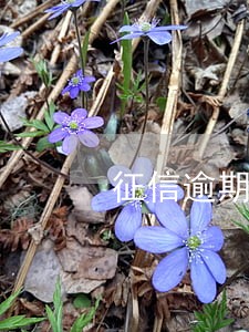 征信逾期超6次房贷 征信逾期超6次房贷