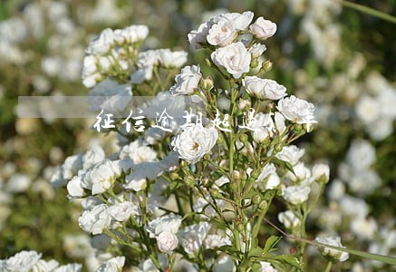 征信逾期超过5年