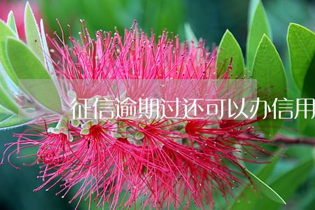 征信逾期过还可以办信用卡吗 征信逾期过还可以办信用卡吗