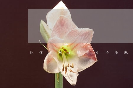 征信逾期过银行可以贷款吗