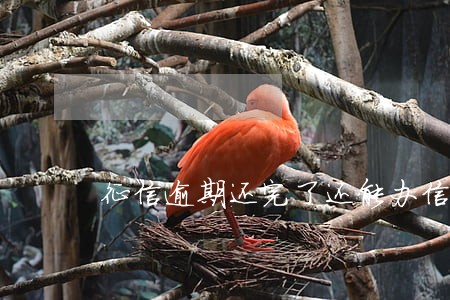征信逾期还完了还能办信用卡吗 征信逾期还完了还能办信用卡吗