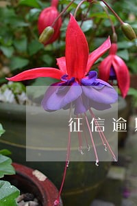 征信逾期还完还能办信用卡吗