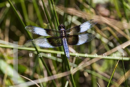 征信逾期还怎么办信用卡