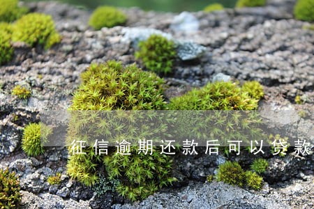 征信逾期还款后可以贷款吗 征信逾期还款后可以贷款吗