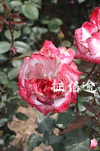 征信逾期还清2年后 征信逾期还清2年后