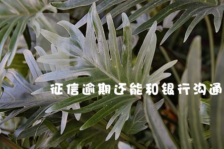 征信逾期还能和银行沟通吗 征信逾期还能和银行沟通吗