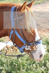 征信逾期还能贷的网贷 征信逾期还能贷的网贷