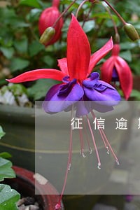 征信逾期透支显示1 征信逾期透支显示1