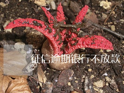 征信逾期银行不放款