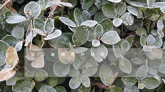 征信逾期黑户网贷 征信逾期黑户网贷