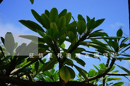 征信里有逾期在哪贷款 征信里有逾期在哪贷款
