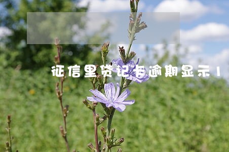 征信里贷记卡逾期显示1 征信里贷记卡逾期显示1