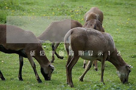 征信里面逾期显示12