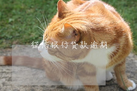 征信银行贷款逾期 征信银行贷款逾期