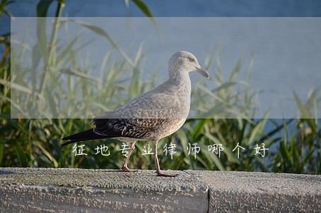 征地专业律师哪个好 征地专业律师哪个好