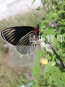 征拆律师在线咨询拆迁 征拆律师在线咨询拆迁