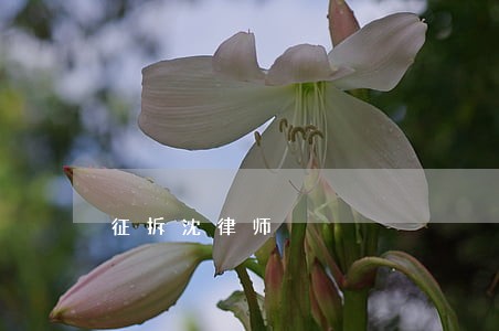 征拆沈律师 征拆沈律师
